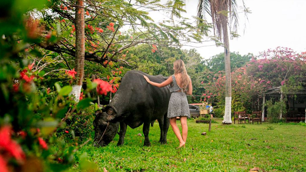 ilha-do-marajo-6